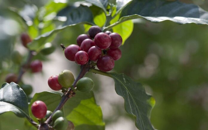 Плоды кофейного дерева Coffea arabica