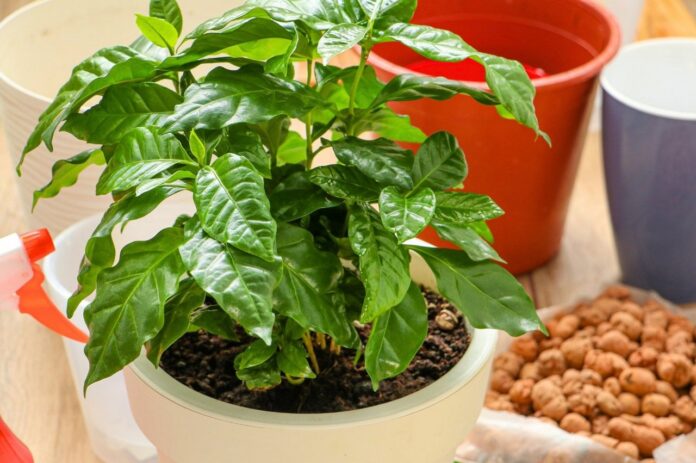 комнатное кофейное дерево Coffea arabica в металлическом горшке перед пересадкой и дальнейшим выращиванием в домашних условиях