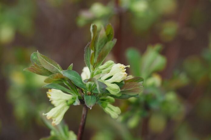 Жимолость съедобная Lonicera caerulea фото раскрытые цветки жимолости кремового оттенка на побеге в ранний весенний период без повреждений