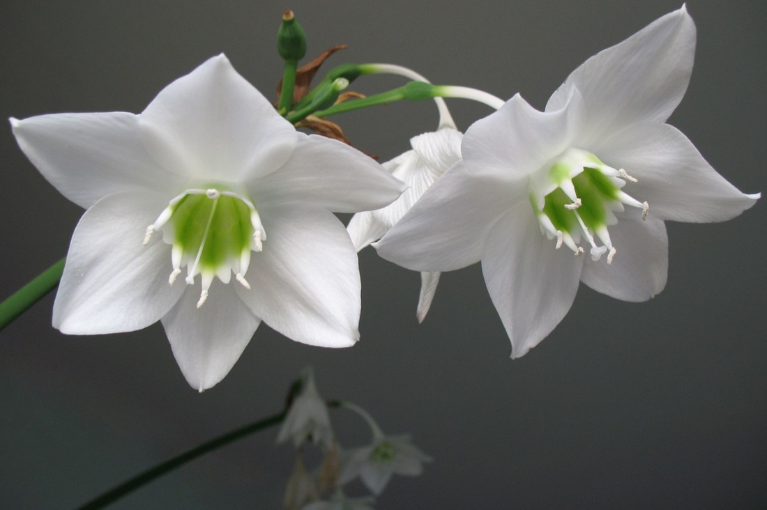 Крупный план цветков эухариса амазонского сорта 'Heart Calyx', фото белых звёздчатых лепестков с зелёной коронкой в центре соцветия