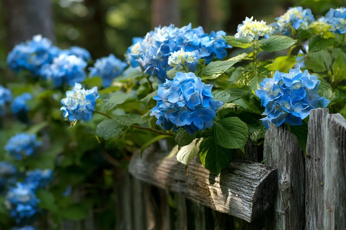 Гортензия крупнолистная Пенни Мак Hydrangea macrophylla 'Penny Mac' фото гортензии с голубыми соцветиями собранными в плотные шаровидные формы на фоне зелёной листвы вдоль деревянного забора в саду
