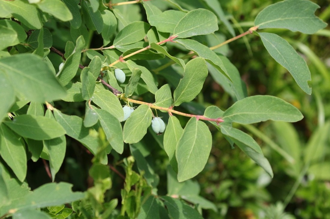 Жимолость съедобная Lonicera caerulea на побеге фото ранние завязи вытянутой формы светло-зелёного цвета после цветения