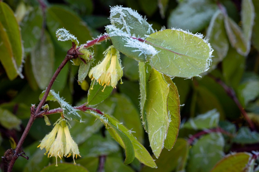 Жимолость съедобная Lonicera caerulea фото цветки жимолости покрытые инеем при возвратном заморозке с повреждением тканей и потерей тургора