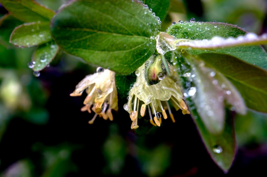 Жимолость съедобная Lonicera caerulea фото цветки жимолости с каплями влаги на поверхности листьев и лепестков в утренний период после дождя