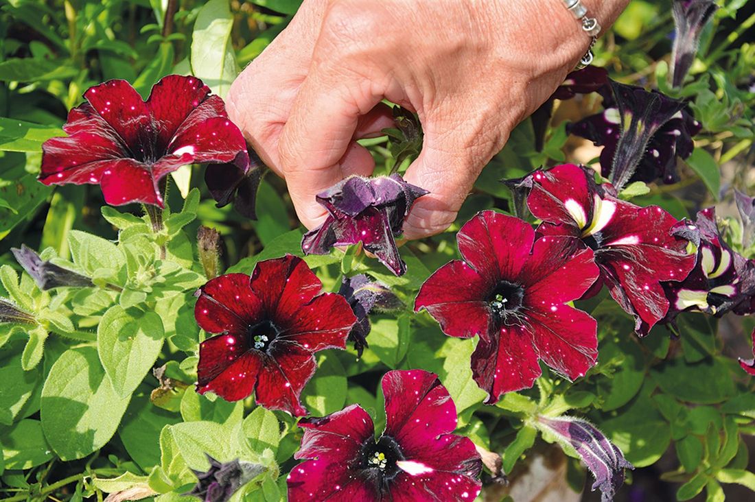 удаление увядших цветков у петунии (Petunia × atkinsiana) во время жаркой погоды для снижения нагрузки на растение и ускорения восстановления цветения