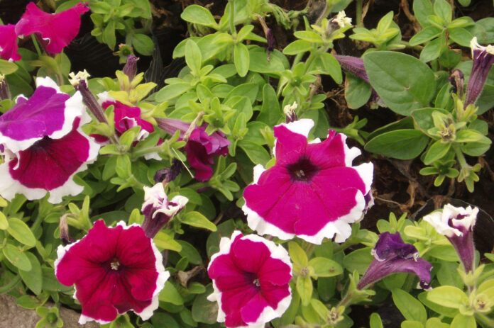 петуния (Petunia × atkinsiana) с уменьшением количества цветков и многочисленными увядшими венчиками после продолжительного периода летней жары при сохранении здоровой зелёной листвы
