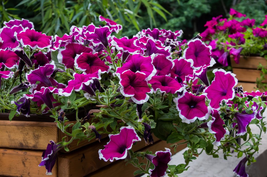 петуния (Petunia × atkinsiana) с полностью восстановившимся обильным цветением после окончания продолжительной летней жары и снижения температуры воздуха