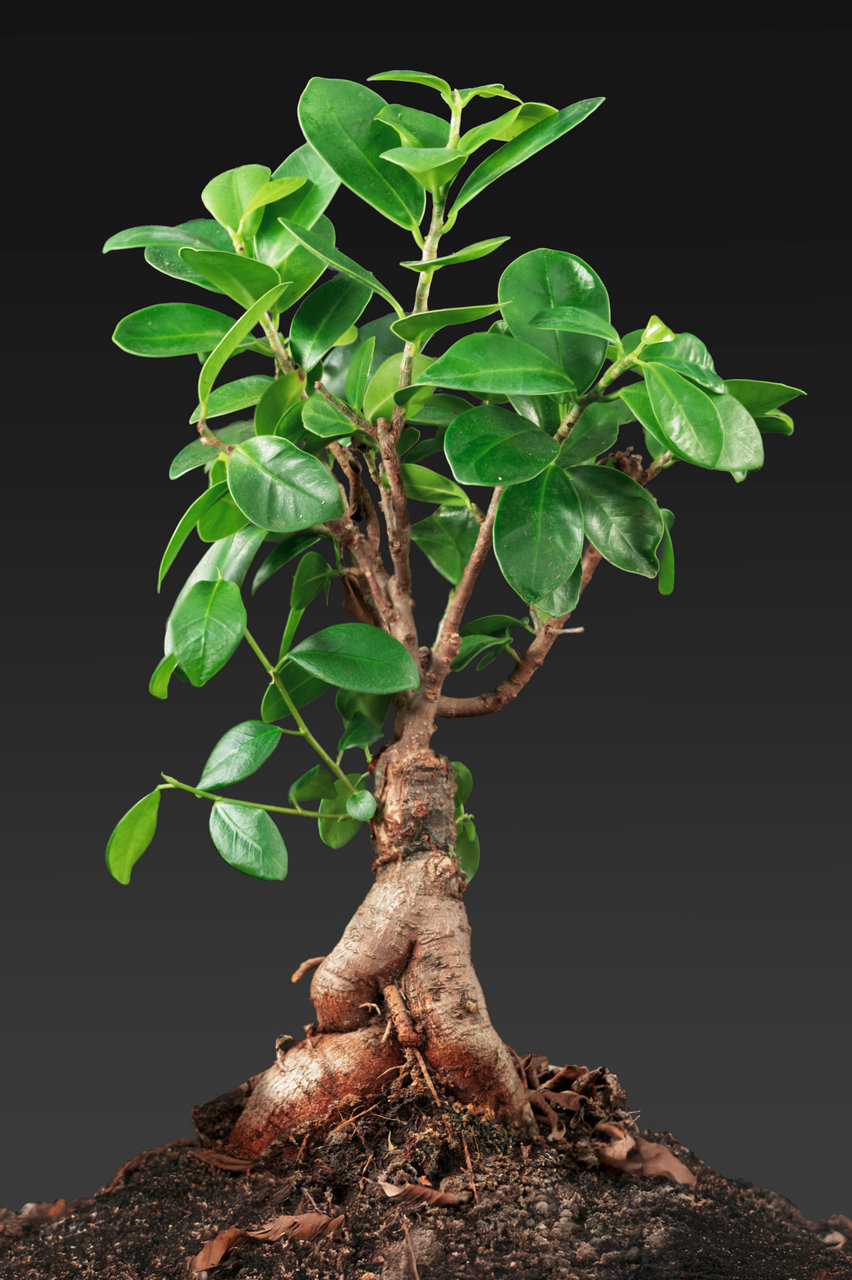 фикус микрокарпа ginseng с мощным сформированным небари, утолщенным основанием ствола и компактной густой кроной с глянцевыми листьями