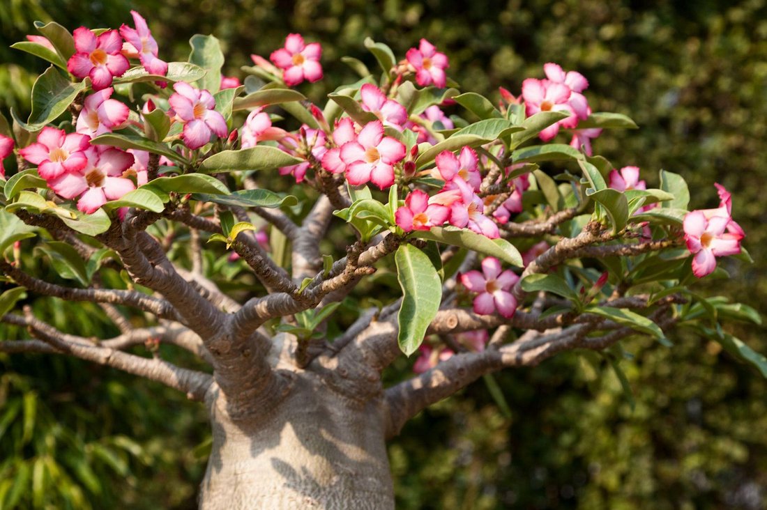 Цветущий Adenium obesum с крупными розово-белыми цветами и плотной зелёной кроной в условиях контейнерного выращивания