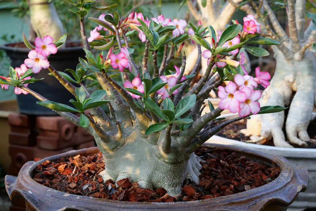 Adenium obesum с массивным каудексом и розовыми цветами в широком декоративном контейнере, подчёркивающем форму основания
