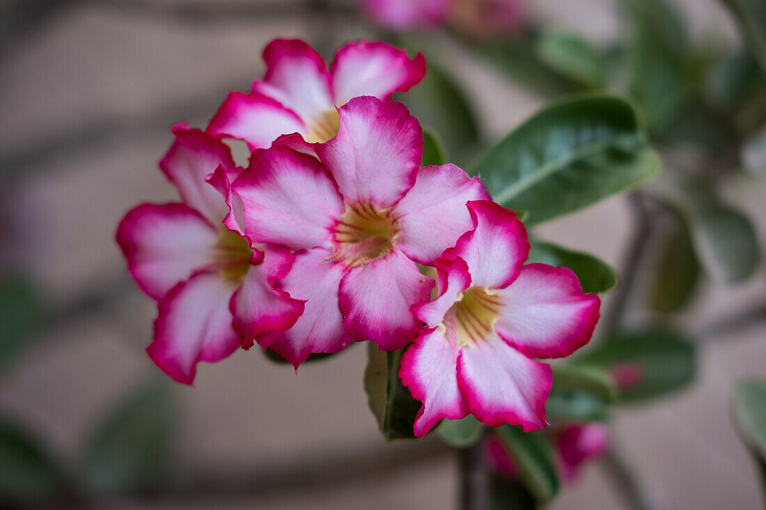 яркие розовые лепестки Adenium obesum с мягким градиентом окраски и плотной текстурой цветка