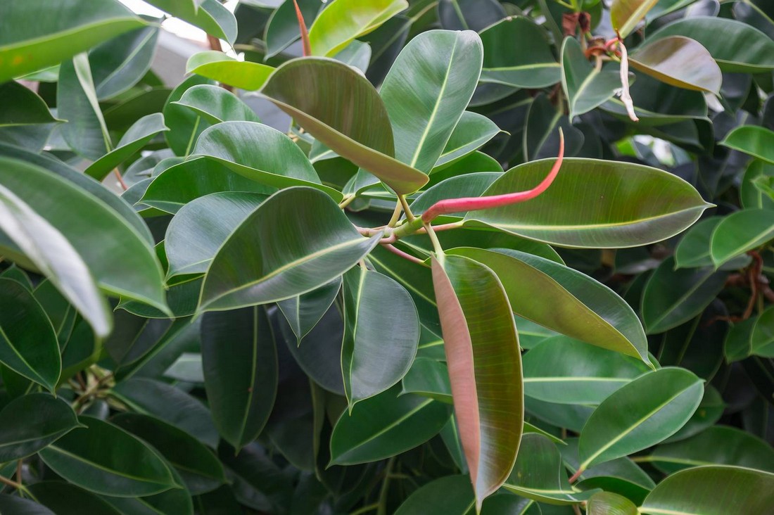насыщенно-зелёные листья фикуса эластика Робуста с красными прилистниками и молодым приростом на взрослом растении