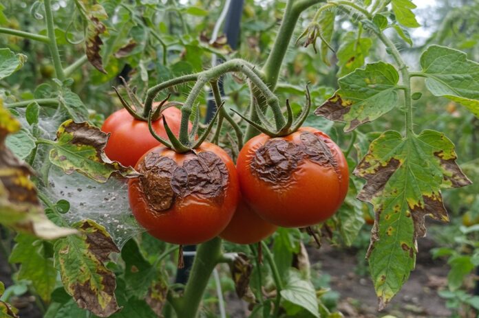 созревающие красные томаты с тёмными некротическими поражениями кожицы и характерными бурыми пятнами на листьях куста