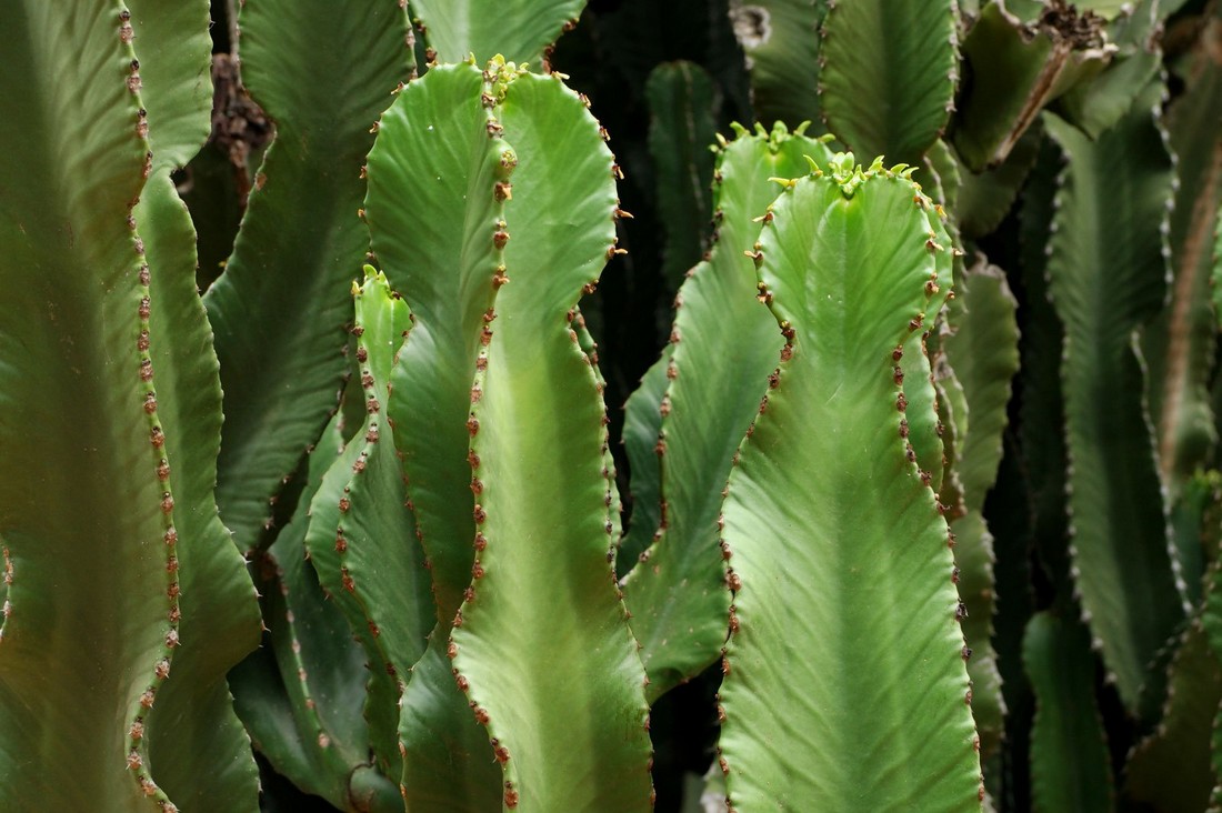 молочай древовидный Euphorbia ingens с крупными зелёными ребристыми побегами содержащими белый раздражающий латекс опасный при попадании на кожу и слизистые