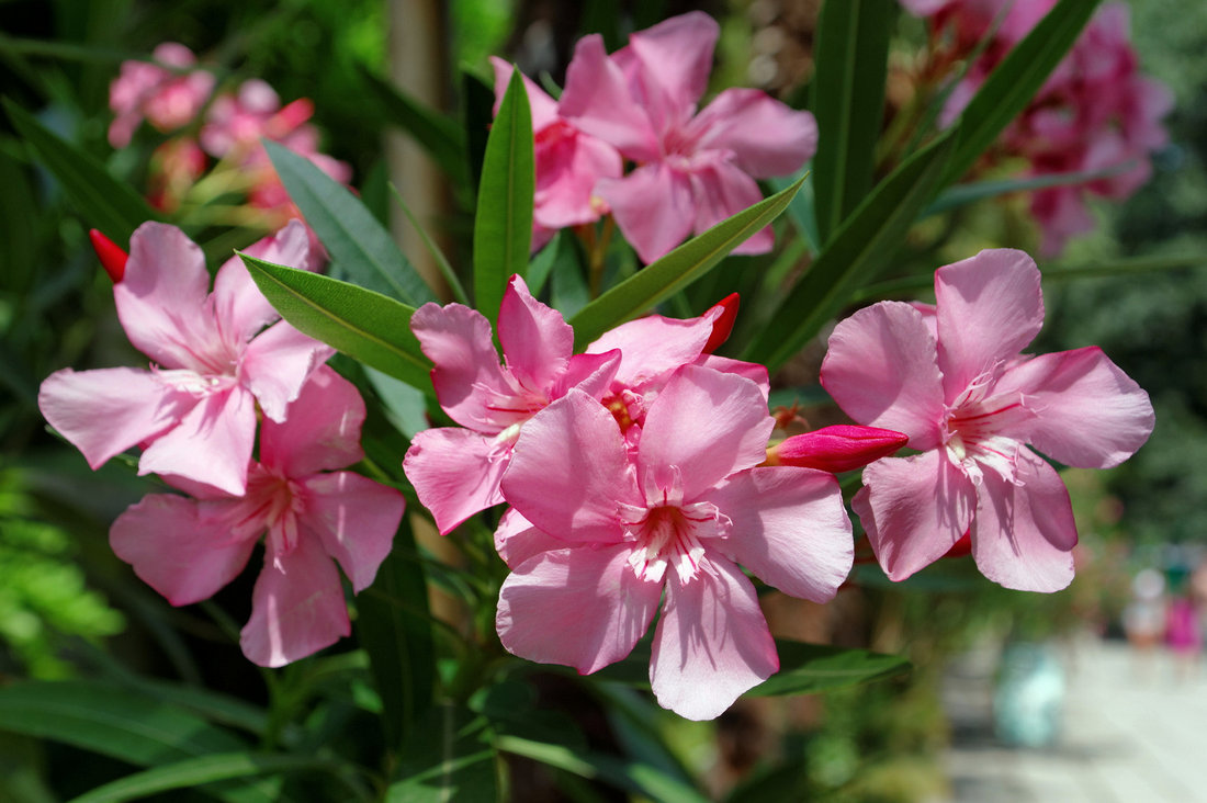 розовые цветки олеандра обыкновенного Nerium oleander принадлежат растению содержащему кардиотонические гликозиды способные вызвать тяжёлое системное отравление и нарушения сердечного ритма